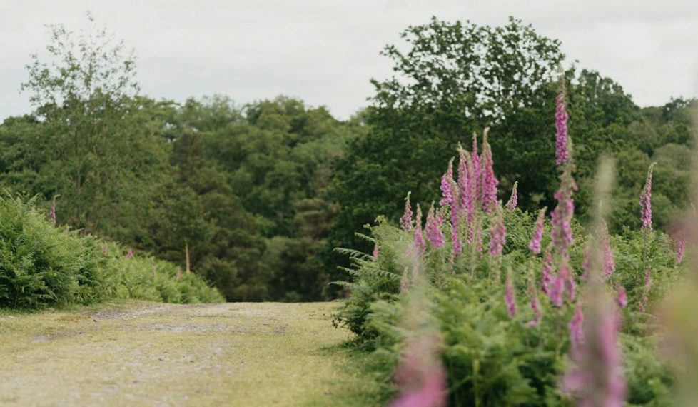 ampfield-foxgloves-woods-2